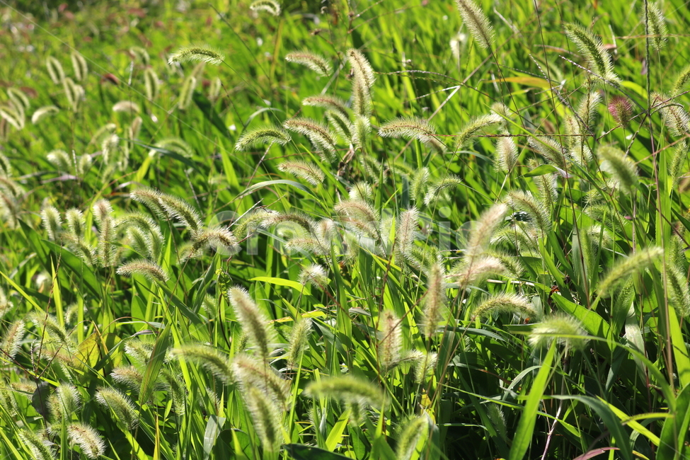 강아지풀,풀,잡초,들풀,자연,풍경,식물,자연,plants,nature