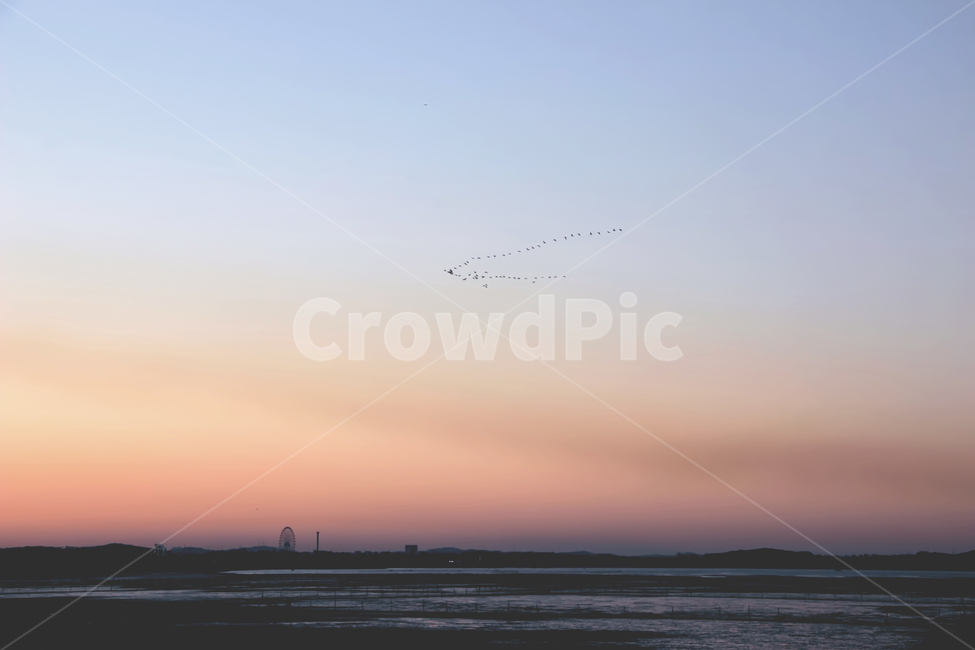 새,하늘,노을,색감,서해바다,자연,풍경,nature,landscape,outdoors,옥외