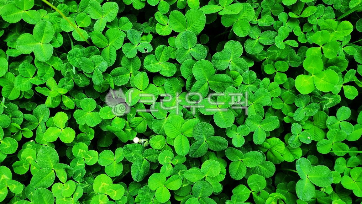 클로버,식물,네잎클로버,잡초,토끼풀,green