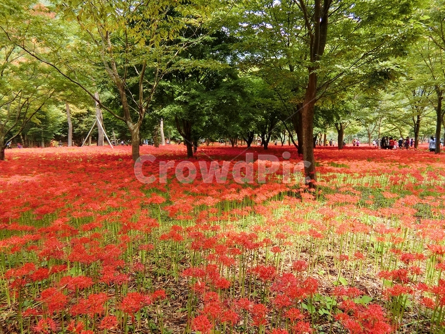 상사화,꽃무릇,영광,불갑사,불갑산,풍경,한국풍경,자연,자연,풍경,nature,landscape,한국자연풍경,한국자연경관,korea nature landscape,plant,식물