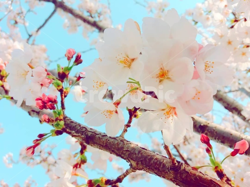 벚꽃,봄,분홍,꽃,감성