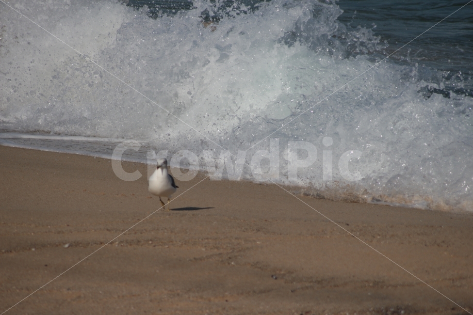 동물,바다,새,조류,파도,한마리,움직이는,gull,바닷가,해변,해변가,sea,해변,바다,beach,sea,동물,animal,조류,새,birds