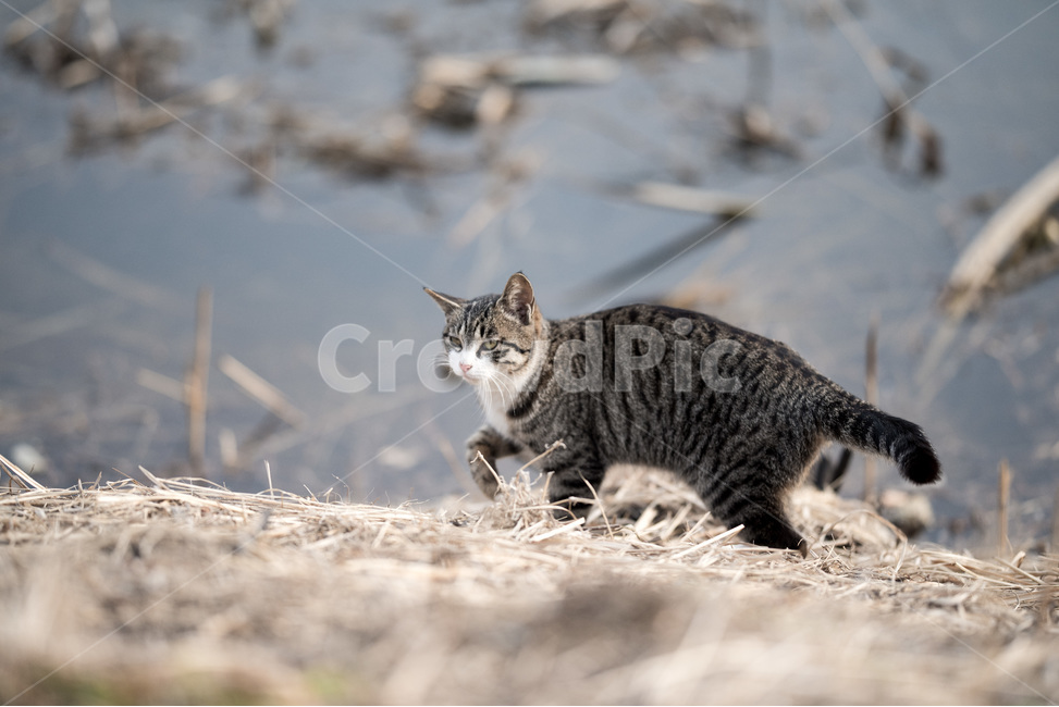 채념,고양이,냥이,귀여움,상냥,동물,animal,포유류,mammal,고양이,cat,kitten,kitty