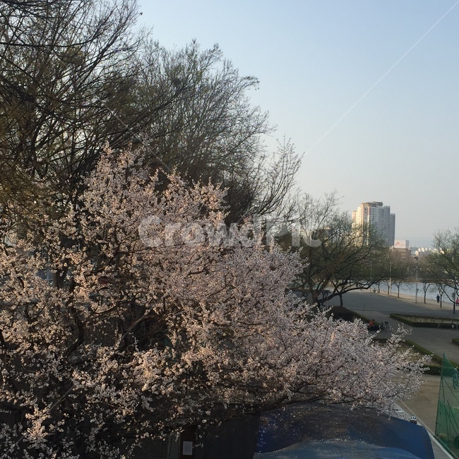 봄,벚꽃,하늘,sky,cherryblossom,flowers,풍경,봄꽃,벚꽃나무,계절,springseason,식물,자연,plants,nature,꽃,flower,나무,trees,wood,감성,sensible,feeling,푸른하늘,spring,봄감성,blossom,강,산책,햇빛,봄풍경,대구,korea,신천
