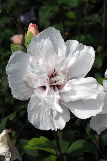 무궁화,하얀무궁화,한국국화,대한민국,식물,blossom,꽃,flower,식물,자연,plants,nature,꽃,flower