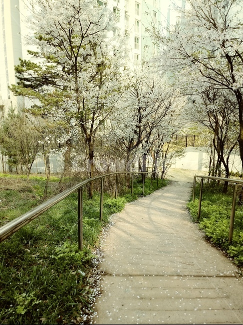 벛꽃,벛꽃길,꽃,봄,봄길,봄나무,꽃나무