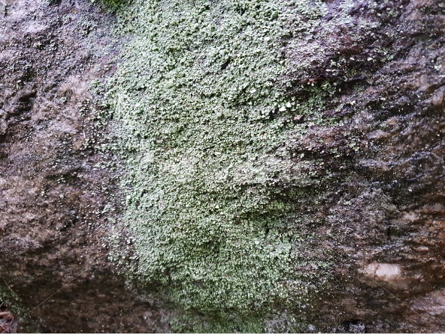 이끼,자연,식물,바위,배경,moss,nature,flora,rock,background,자연,풍경,nature,landscape,plant