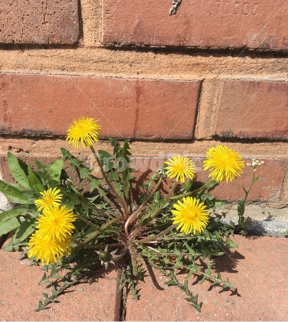 민들레,민들레꽃,꽃,노란꽃,노란,식물,자연,plants,nature,꽃,flower