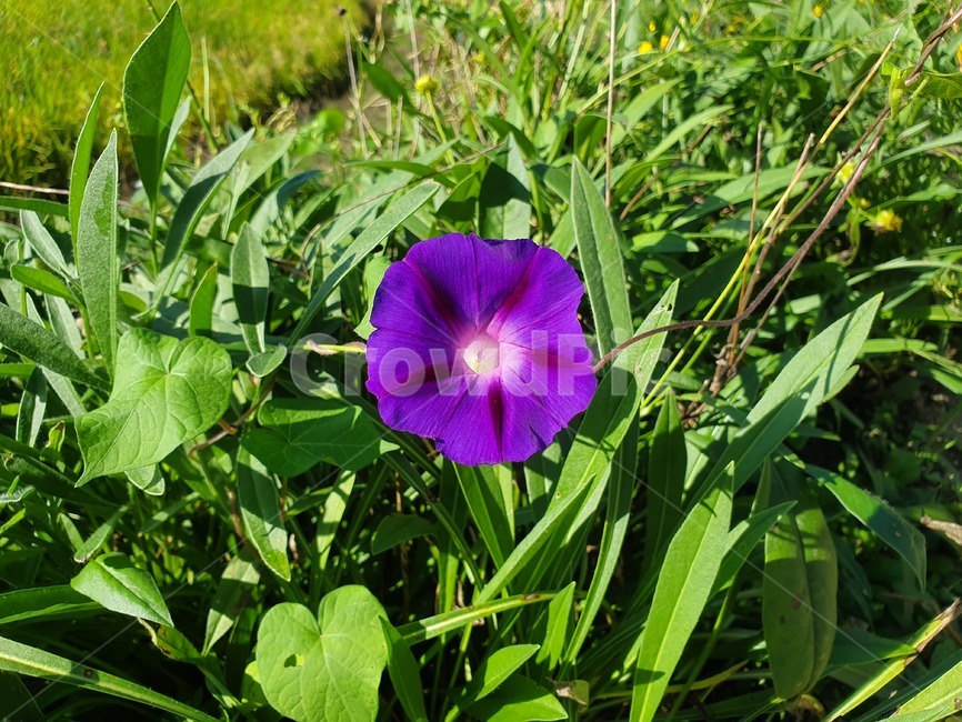 나팔꽃,꽃,flower,plant,자연,nature,식물,보라색꽃,morningglory,blossom,violet,식물,자연,plants,nature,꽃,flower