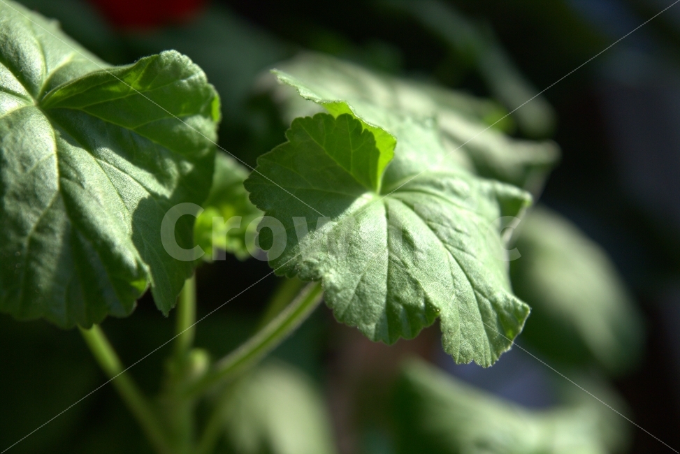 식물,접사,감성,초록,꽃,식물,자연,plants,nature