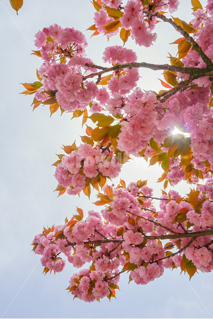 겹벚꽃,벚꽃,식물,꽃,봄꽃,나무,자연,flower,nature,봄,봄,계절,spring,season,식물,자연,plants,nature,꽃,flower,plant,blossom