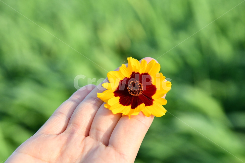 자연,꽃,손,손꽃,플라워,flower