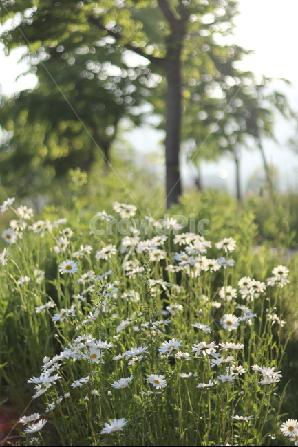 샤스타데이지,흰색,냇가,봄,빛,봄,계절,spring,season,식물,자연,plants,nature,꽃,flower,plant,blossom