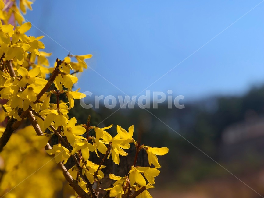개나리,봄,꽃,생기,flower