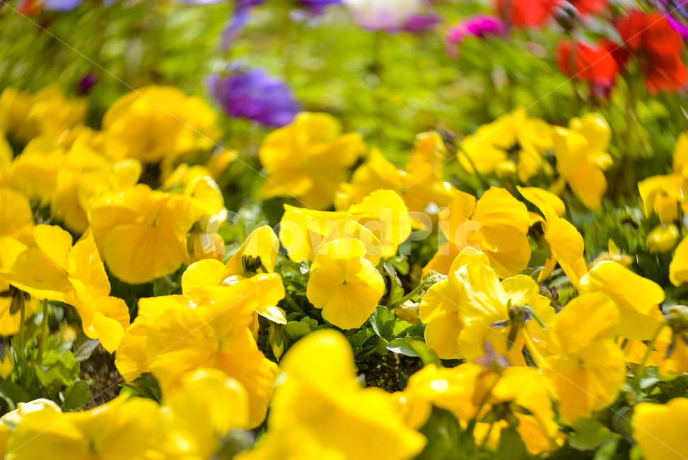 꽃,봄,flower,계절,spring,공원,예쁜,회오리보케,노란색,식물,자연,plants,nature,꽃,flower