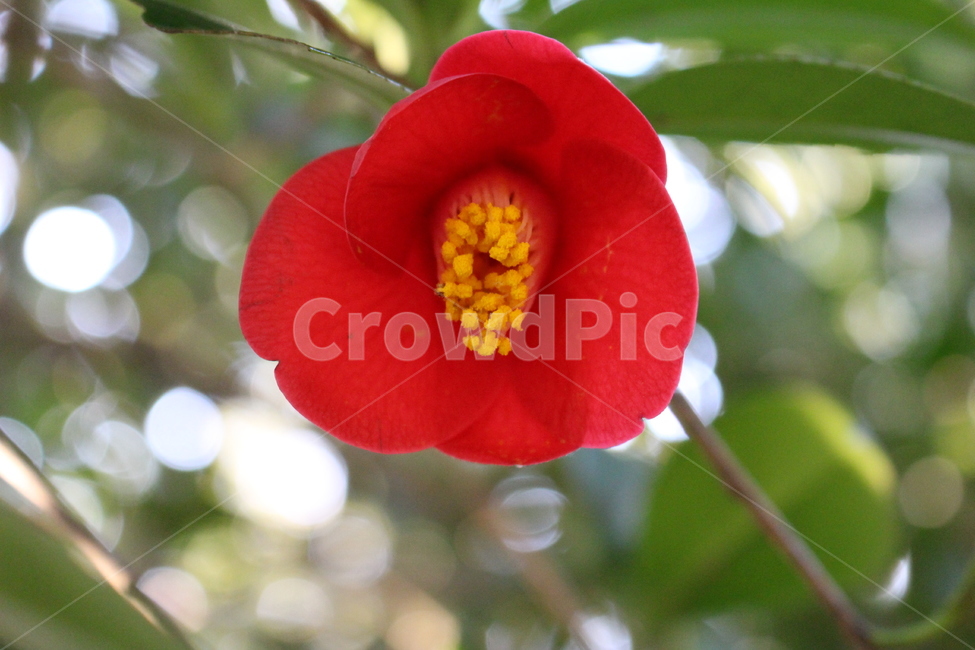 식물,동백,겨울,꽃,blossom,flower,식물,자연,plants,nature,꽃,flower