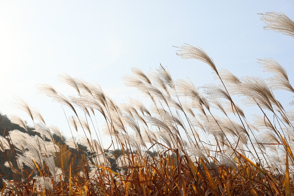 가을,억새,풍경,식물,자연,가을,계절,fall,autumn,season,식물,자연,plants,nature,grass,잔디,plant,lawn,reed,갈대