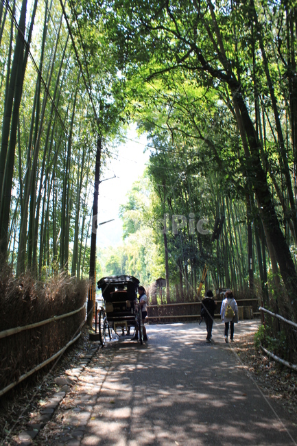 인력거,아라시야마,대나무숲,일본숲,일본사람,자연,풍경,nature,landscape,해외,외국,세계,foreign,oversea,world,세계자연풍경,해외자연풍경,외국자연풍경,world nature landscape,사람들,대중,군중,other people,crowd,plant,식물,bamboo,대나무