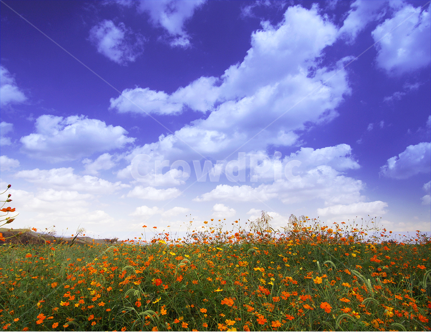 식물,코스모스,구름,꽃,하늘,자연,풍경,nature,landscape,grassland,목초지,field,들,outdoors,옥외