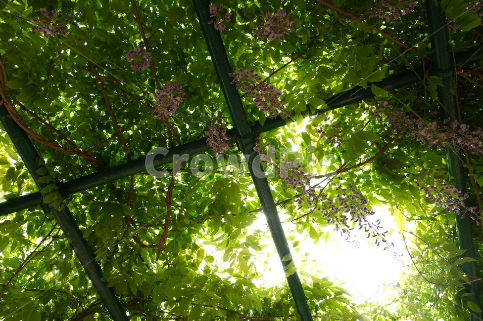 햇빛,햇볕,식물,풀,plant,꽃,flower,식물,자연,plants,nature