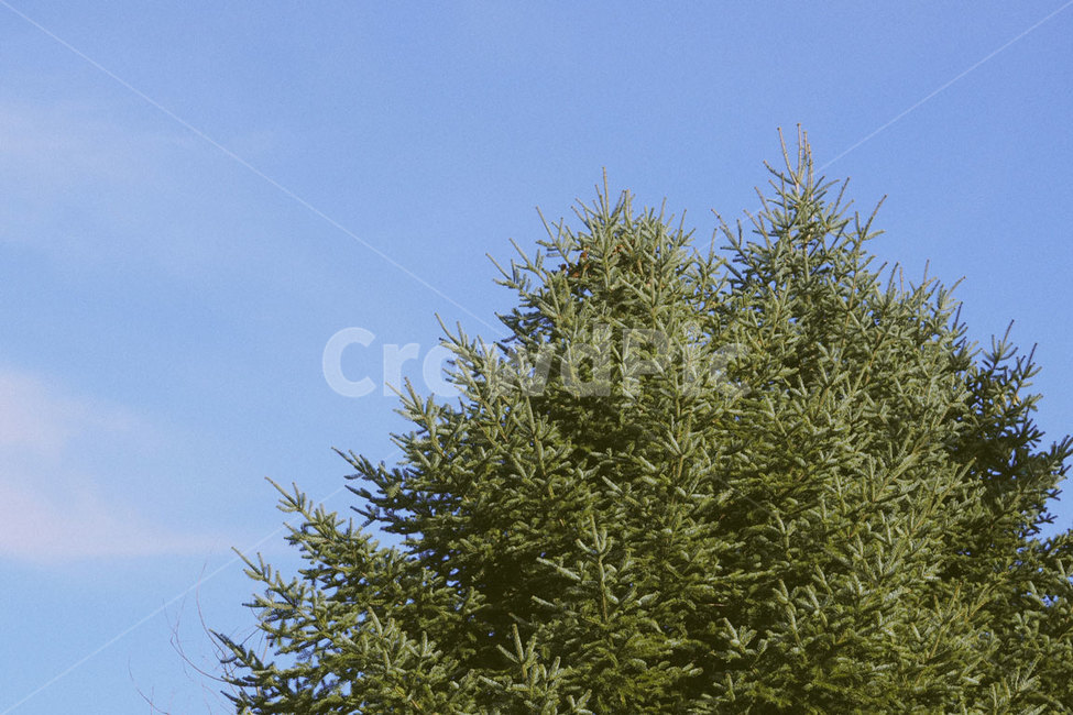 감성,감성사진,하늘,자연,나무,풍경,식물,자연,plants,nature,나무,trees,wood