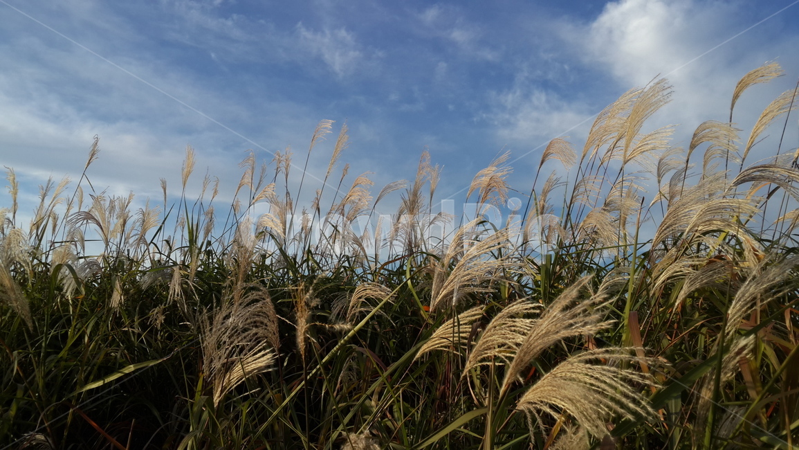 억새,하늘공원,가을,autumn,억새풀,가을,계절,fall,autumn,season,자연,풍경,nature,landscape,grass,잔디,plant,식물,lawn,reed,갈대