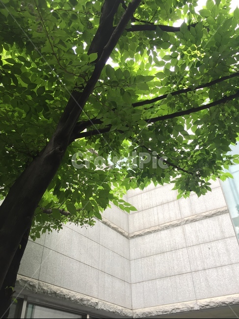 나무,여름나무,tree,초록,green,식물