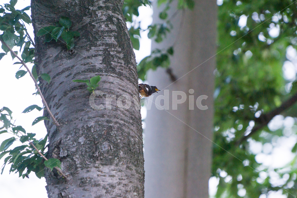 bird,새,탐조,조류,텃새,철새,동물,animal,조류,새,birds