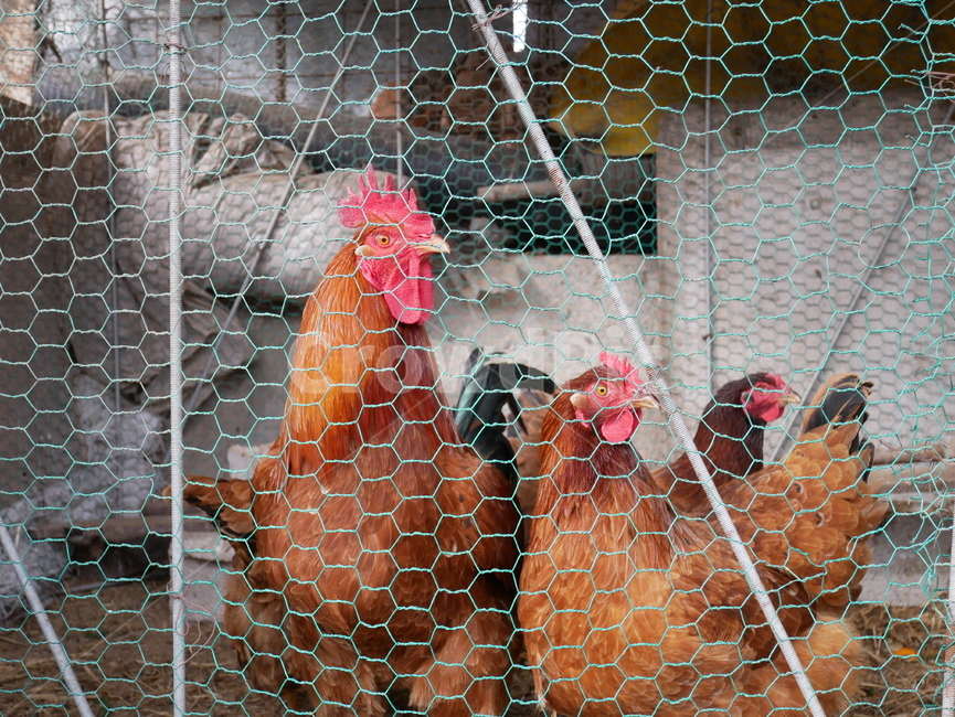 닭,닭장,수탉,암탉,조류,동물,animal,조류,새,birds,목축업,목장,livestock farming,ranching,pasture