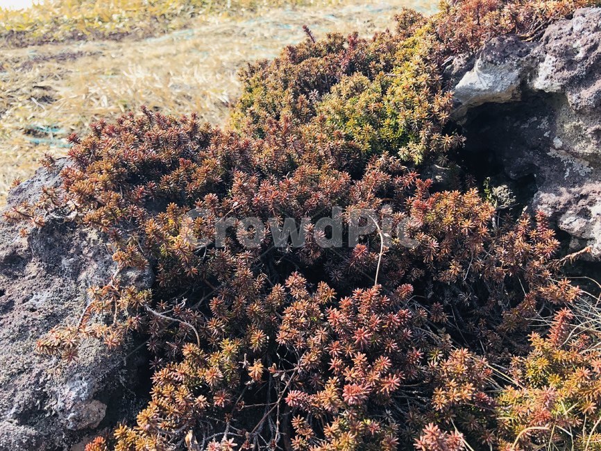 자연,나무,바위,감성,이국적,풀,숲,산,식물,자연,plants,nature