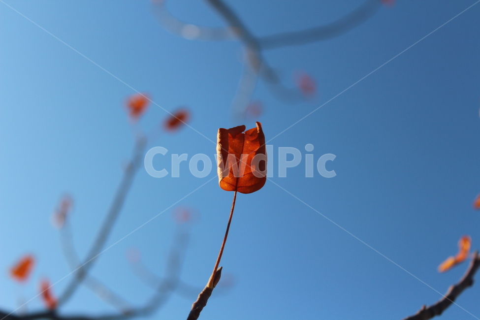 maple,red,단풍,tree,winter
