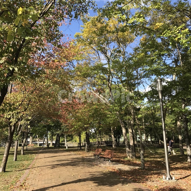 tree,나무,plant,식물,가을,낙엽,단풍,자연,풍경,nature,landscape,식물,plants,나무,trees,wood,tree trunk,나무 줄기