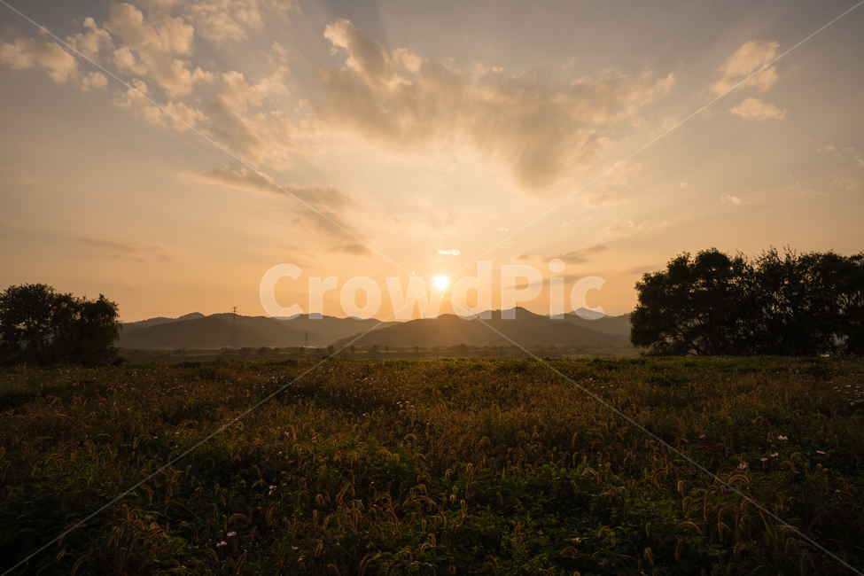 노을,일몰,하늘,가을,코스모스,목초지,field,들,outdoors,옥외,nature,자연,countryside,한지방,rural,농촌,가을,계절,fall,autumn,season,light,빛,flare,플레어