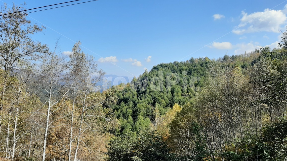 숲,하늘,산,나무,풍경,이쁜하늘,tree,자작나무