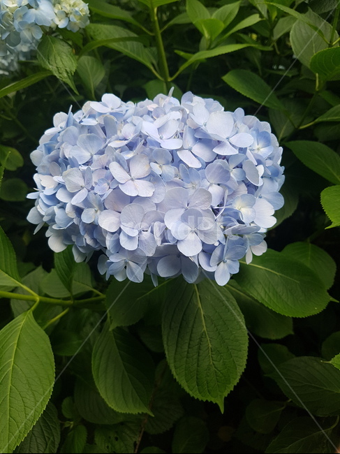 수국,제주,제주수국,수국길,자연