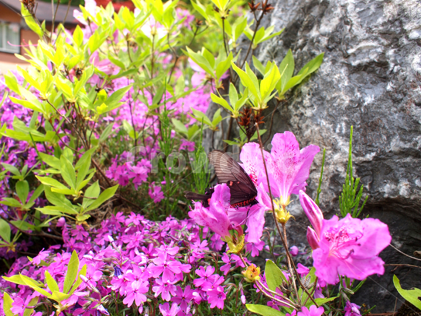 나비,butterfly,flowerhoney,곤충,blossom,꽃,flower,plant,식물,진달래,철쭉,봄꽃,봄,azalea,spring,springflowers