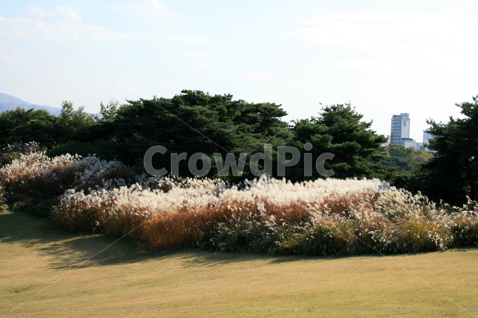 억새,억새꽃,바람,억새밭,가을,가을빛,감성,가을,계절,fall,autumn,season,자연,풍경,nature,landscape,grass,잔디,plant,식물,lawn