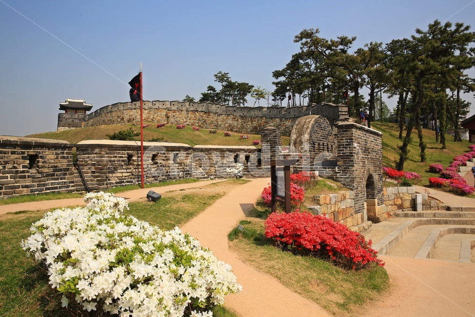 경기,수원,수원화성,성곽,outdoors,옥외,nature,자연,building,건물,성벽,유적지,문화재,한국문화,한국전통,architecture,건축물,철쭉,철쭉꽃,봄,계절