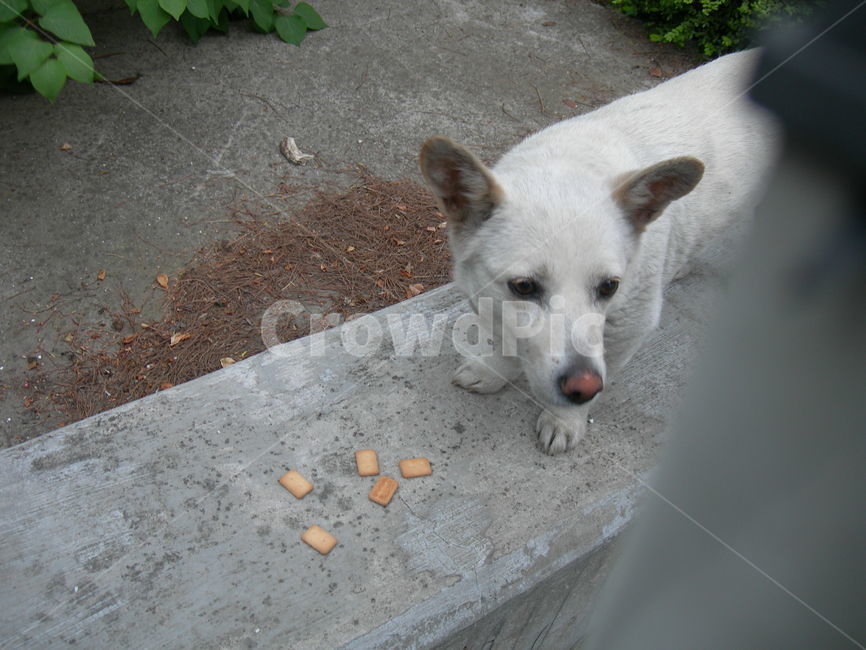 강아지,개,건빵,슬픈,풀,동물,animal,포유류,mammal,개,강아지,dog,doggy