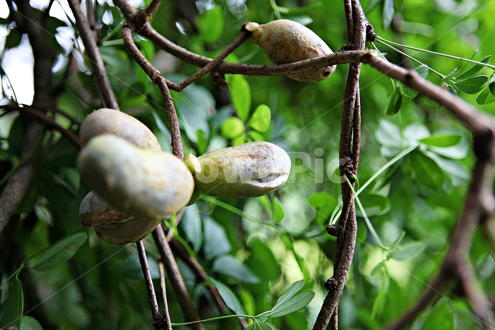 어름,음식,먹거리,넝쿨식물,식물,자연,열매,과일,열매,fruit