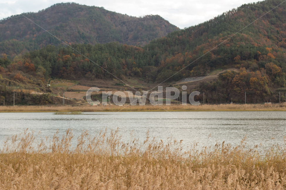 갈대,갈대밭,plant,풍경,nature,자연