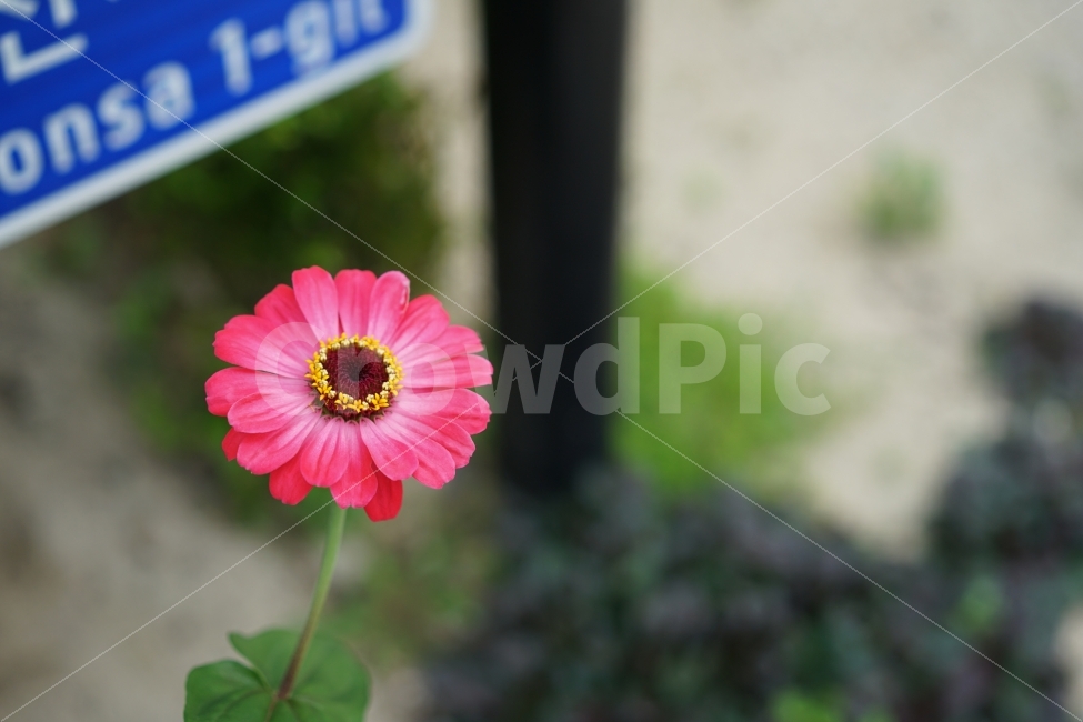 	꽃,플라워,색감,컬러,컬러풀,알록달록,뷰티,뷰티풀,자연,식물,생명,생명력,아름다움,예쁨,식물,자연,plants,nature,꽃,flower,감성,sensible,feeling