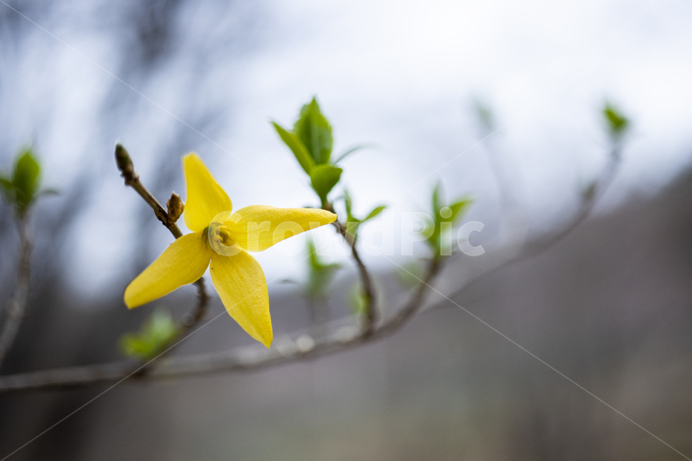 plant,식물,blossom,flower,꽃,개나리