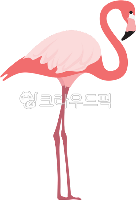 홍학, 플라밍고, 새, 새일러스트, flamingo, 사진,이미지,일러스트,캘리그라피 - backin28작가