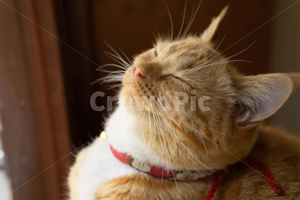 Meow,sleepy eyes,cat,butler,closed eyes,cute animals