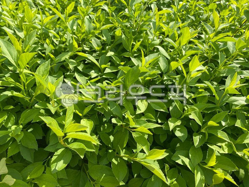 초록,싱그럽다,파릇,푸르다,식물,잎,plant,leaf