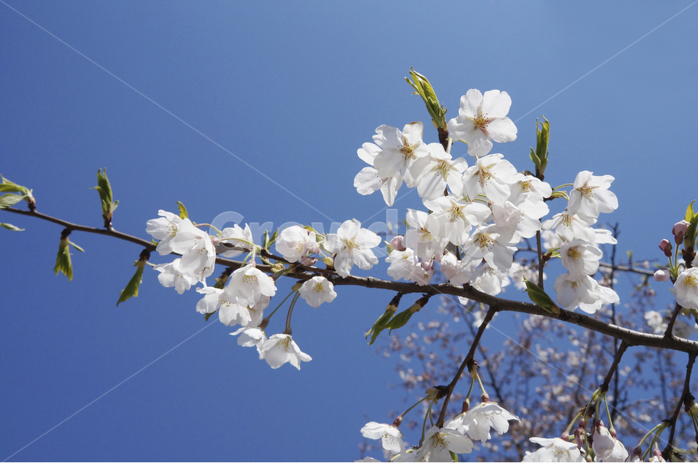 봄,풍경,벚꽃,파란하늘,사진촬영,감성사진,spring,Landscape,cherryblossoms,tree,bluebky,photography,sensitivity,꽃,flower,white,봄,계절,spring,season,식물,자연,plants,nature,꽃,flower,plant,blossom