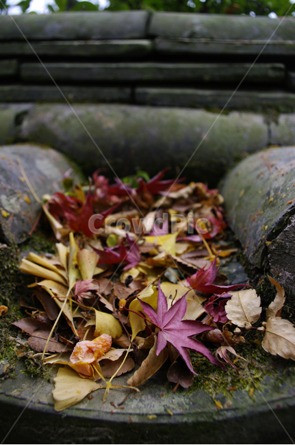 기와지붕,낙엽,단풍,가을,fall,가을,계절,fall,autumn,season,plant,식물,leaf,잎,tree,나무