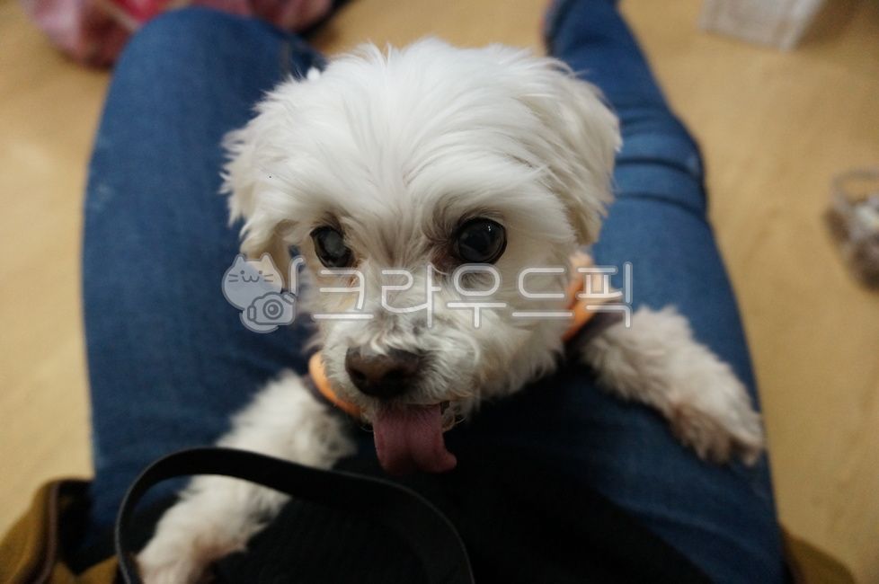 강아지,애완동물,말티즈,혓바닥,puppy