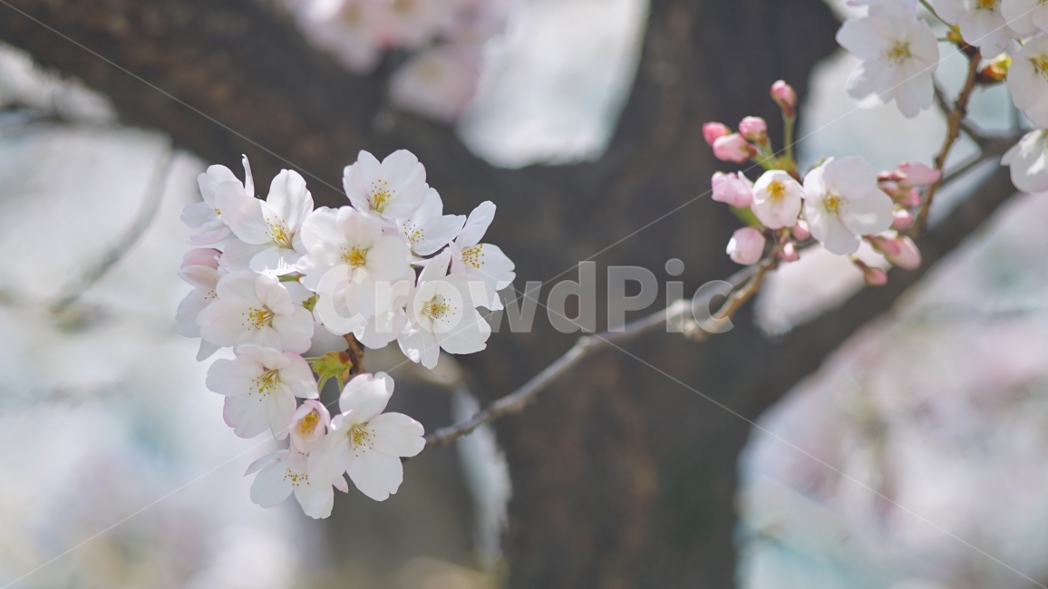 벚꽃,봄,꽃,봄꽃,사쿠라,sakura,봄,계절,spring,season,식물,자연,plants,nature,꽃,flower,감성,sensible,feeling,plant,blossom